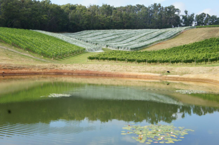 836英亩葡萄园+酒庄出售,11个产权(雅拉河谷),1500万澳元